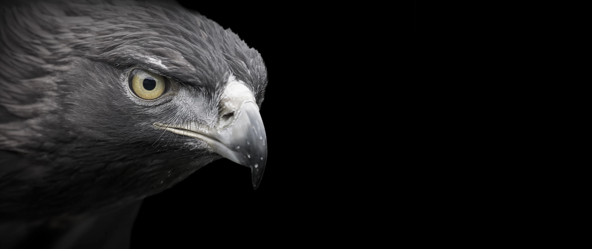 Aigle officiel Oertli — symbole de la précision suisse en chirurgie ophtalmique